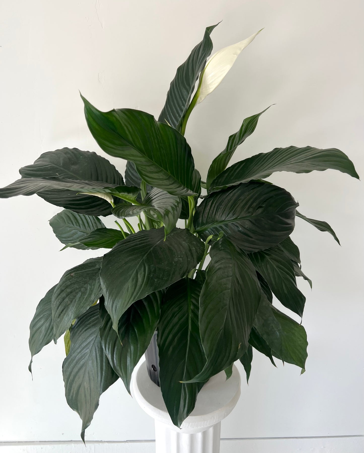 Medium Peace Lily