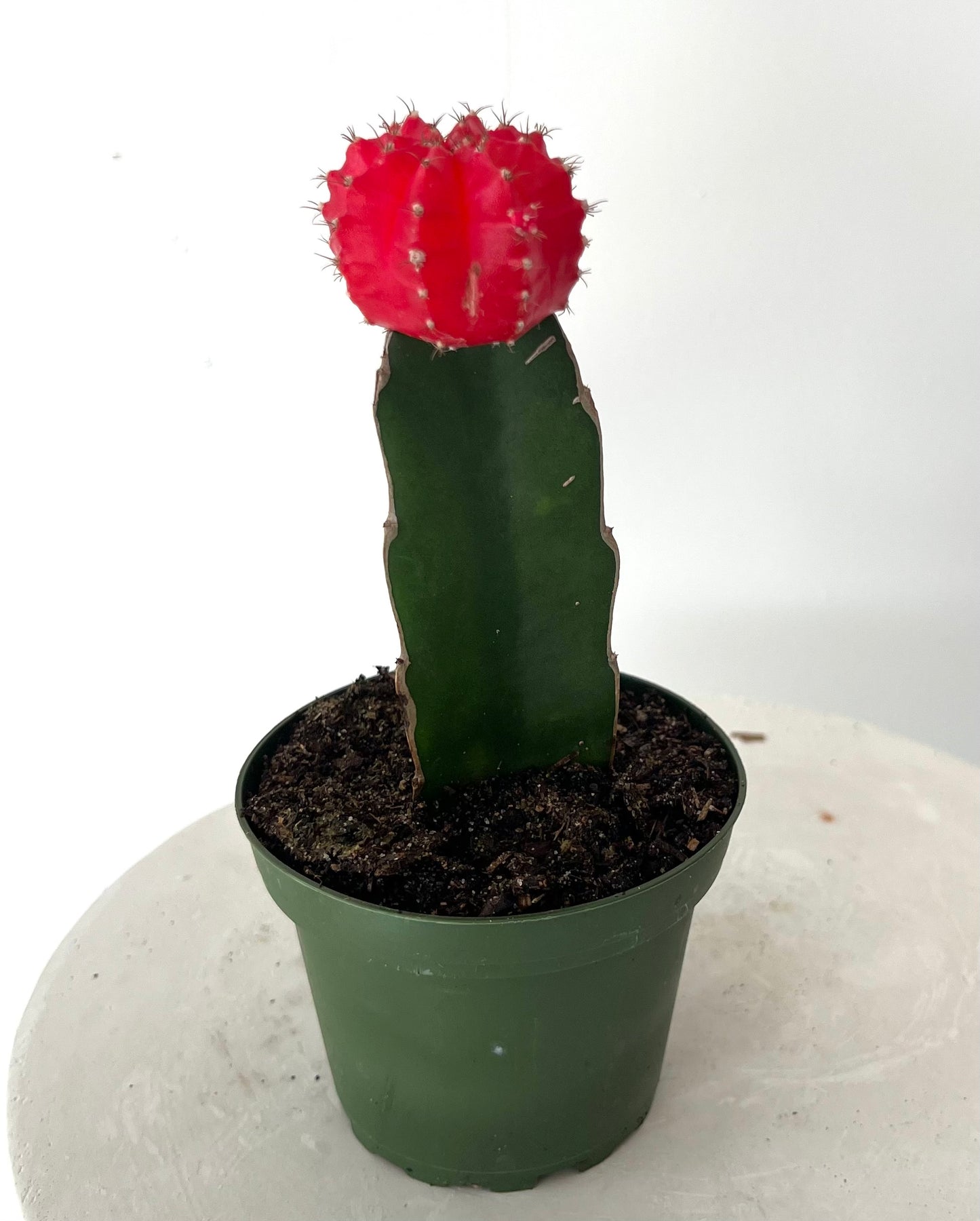 3" Grafted Cactus