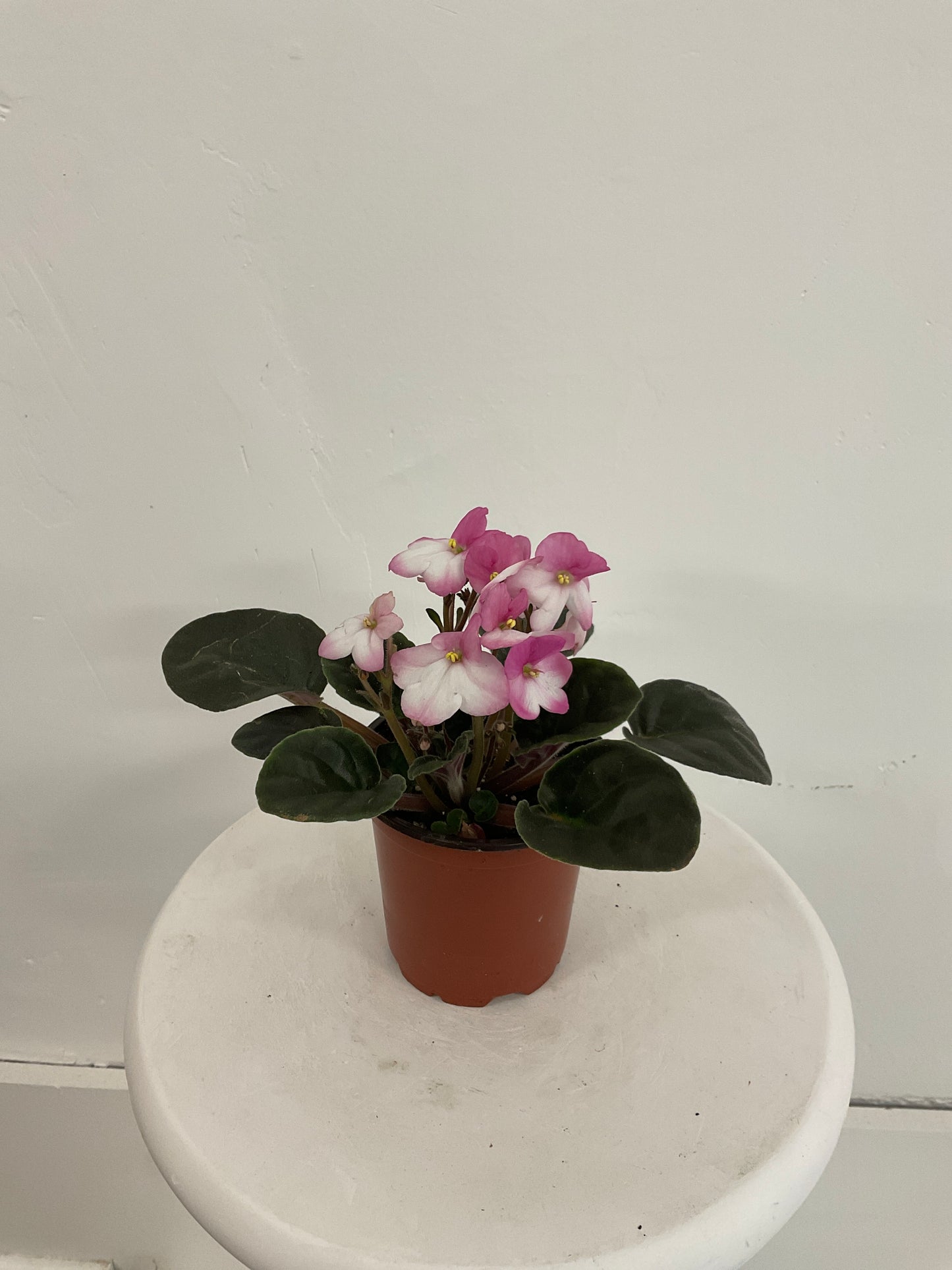 4"African Violet