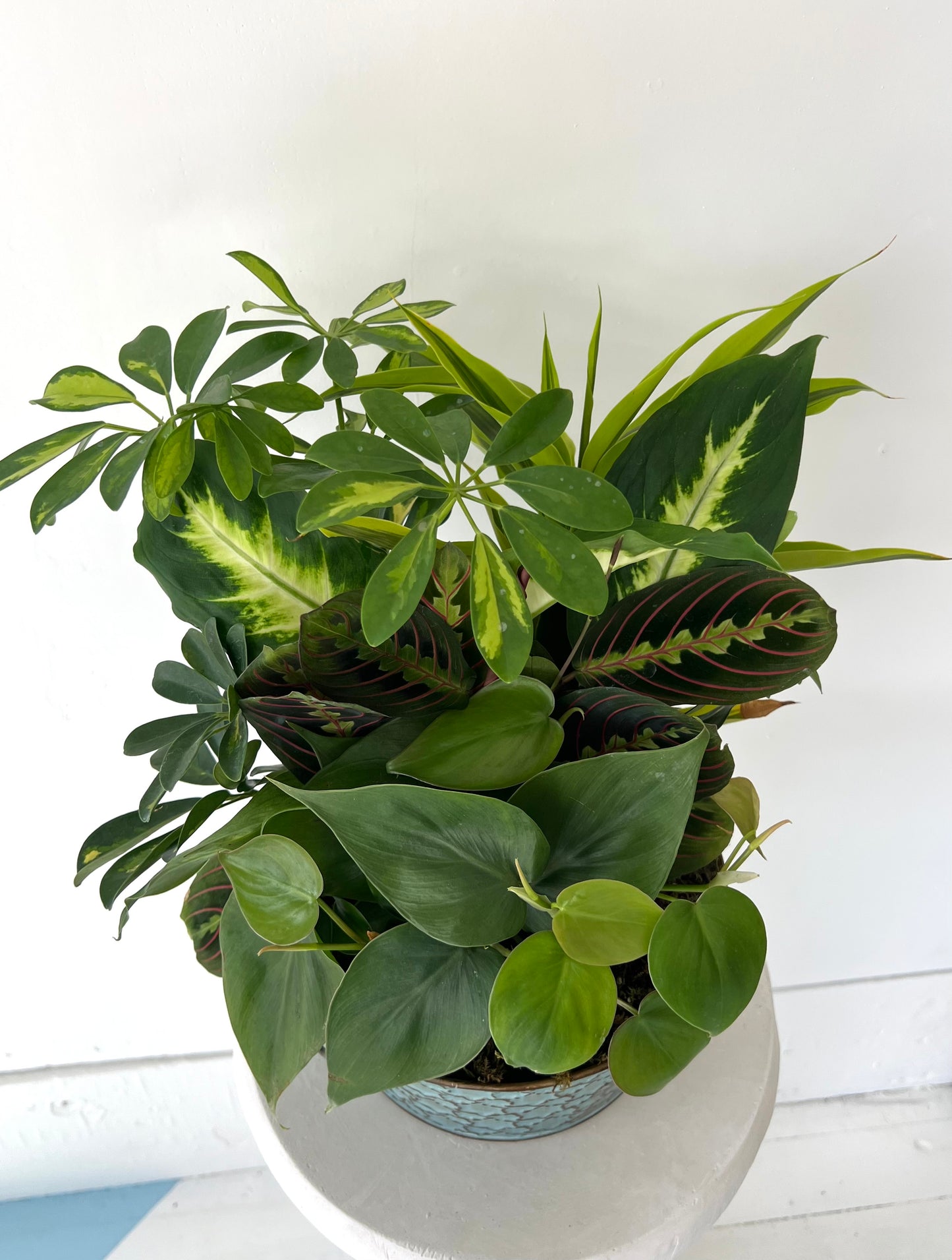 Large Dish Garden