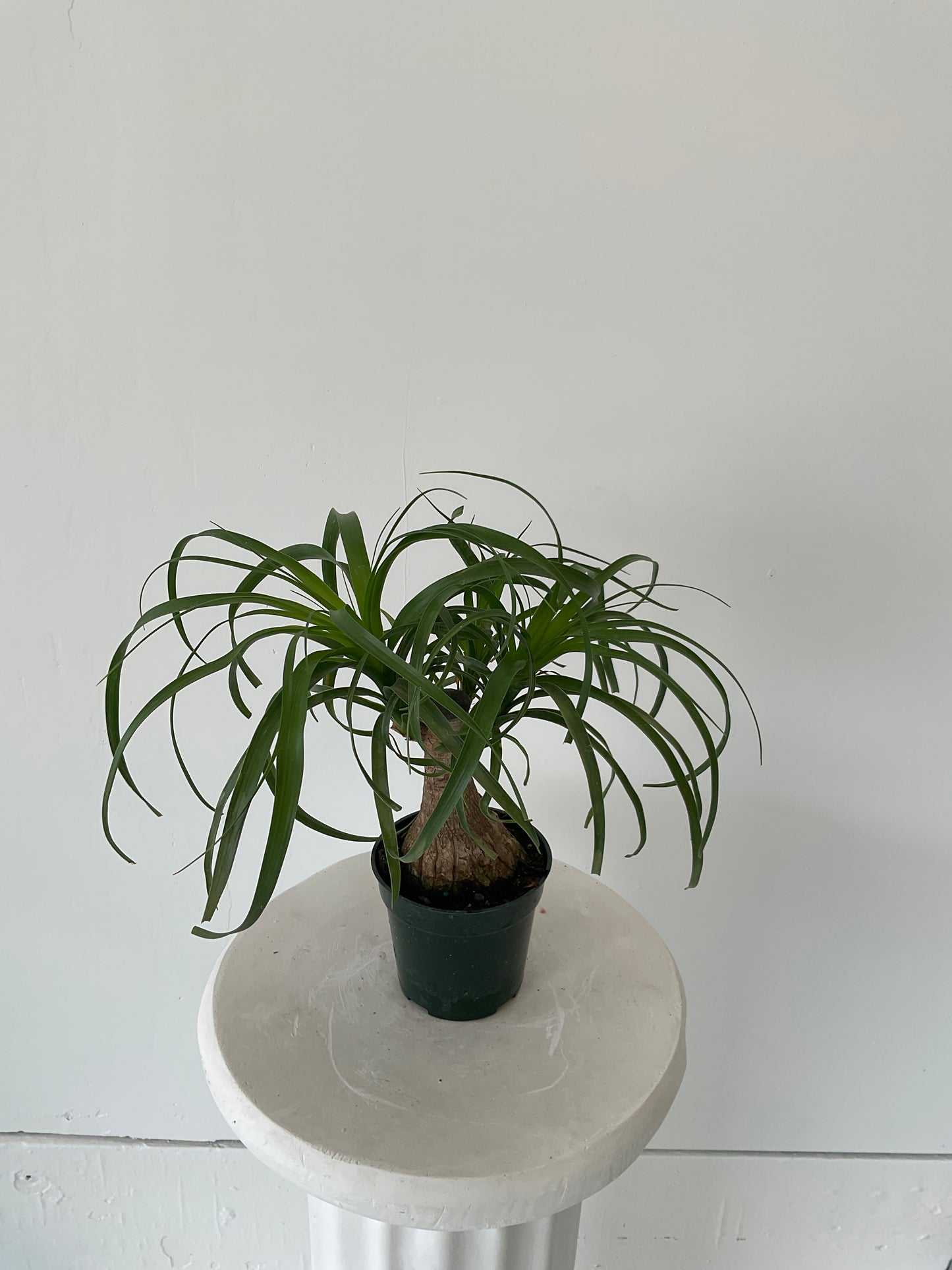 4" Palm Ponytail