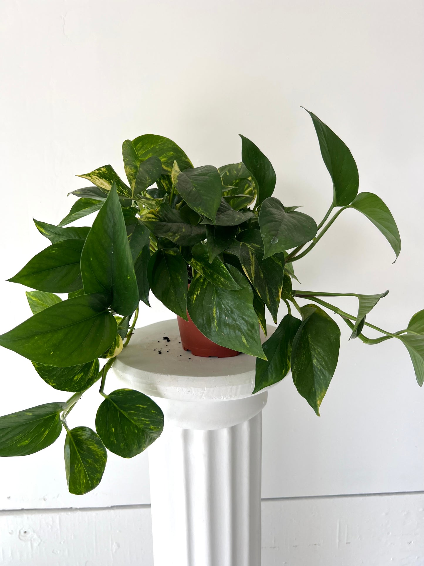 6" Pothos