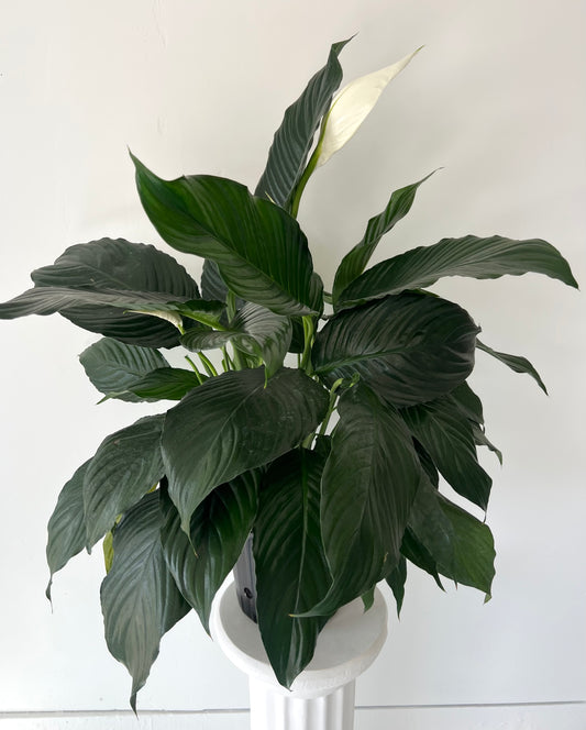 Medium Peace Lily