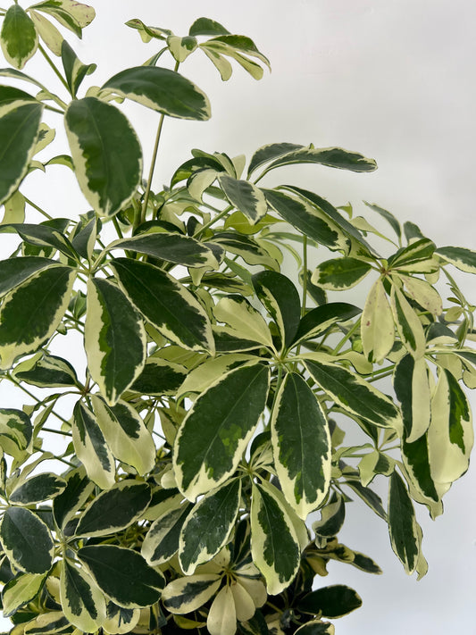 8" Schefflera Arboricola Variegated