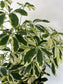 8" Schefflera Arboricola Variegated