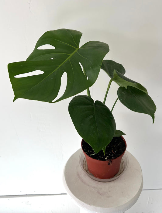6" Monstera Deliciosa