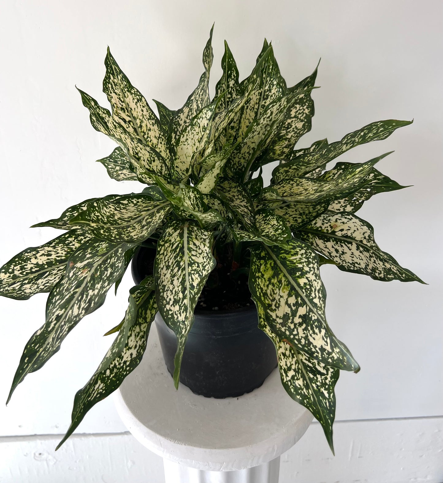 8"Aglaonema Spring Snow