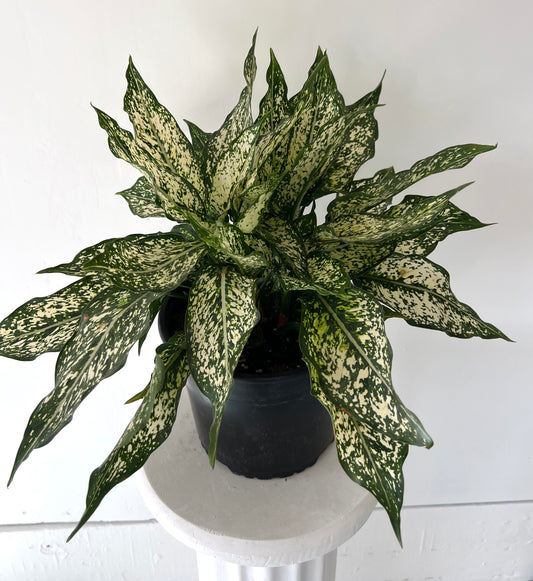 8"Aglaonema Spring Snow