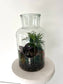 Asst Terrariums