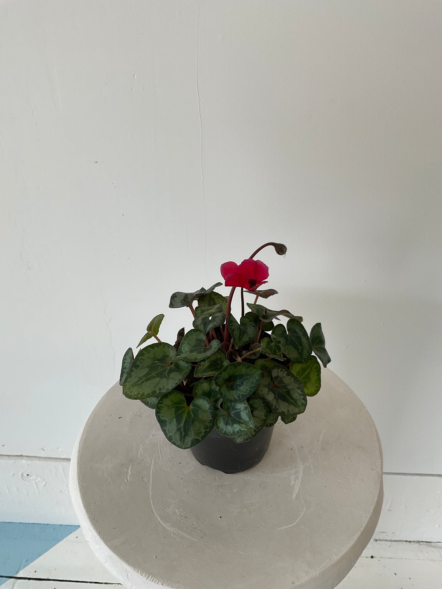 4" Cyclamen