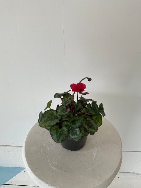 4" Cyclamen