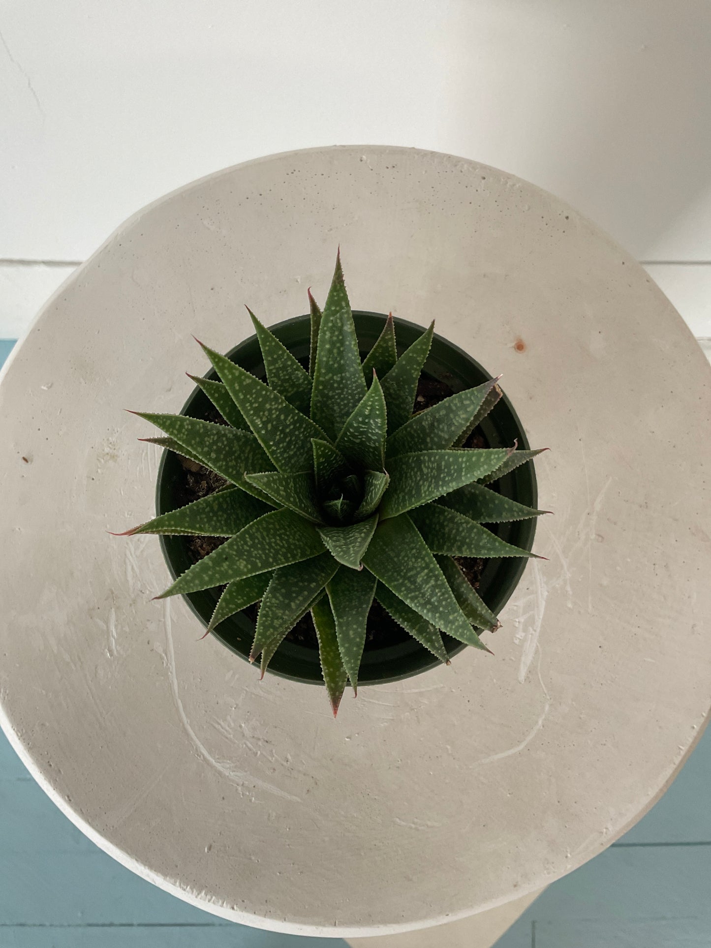 4" Succulents