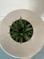 4" Succulents