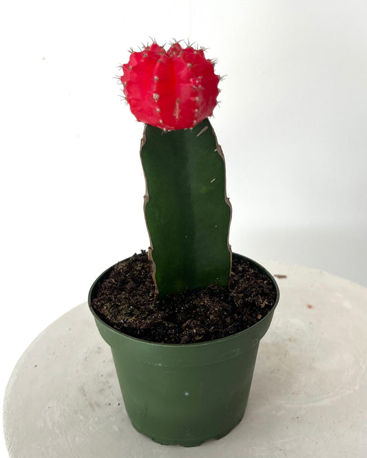3" Grafted Cactus