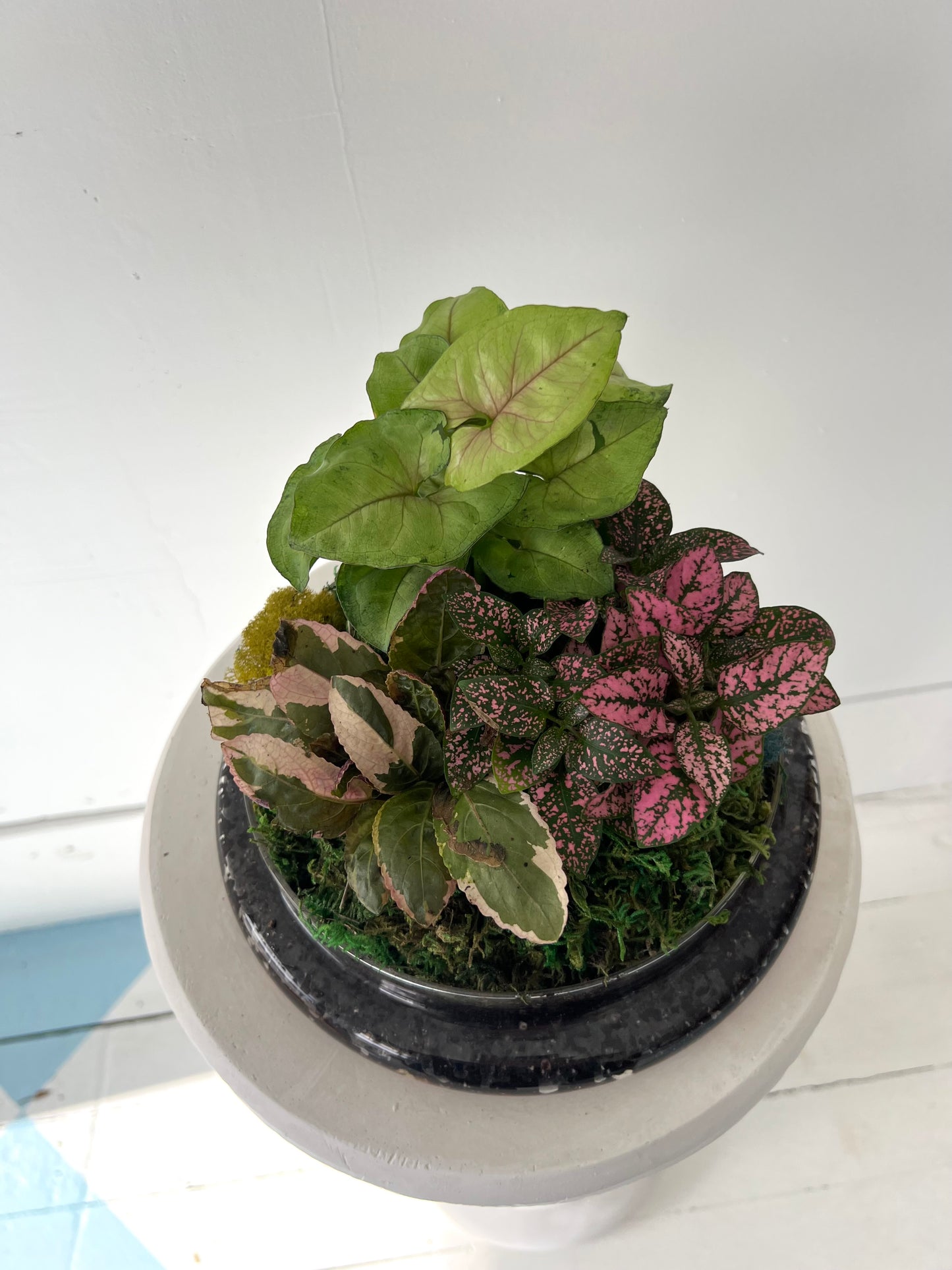 Asst Terrariums