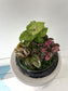 Asst Terrariums