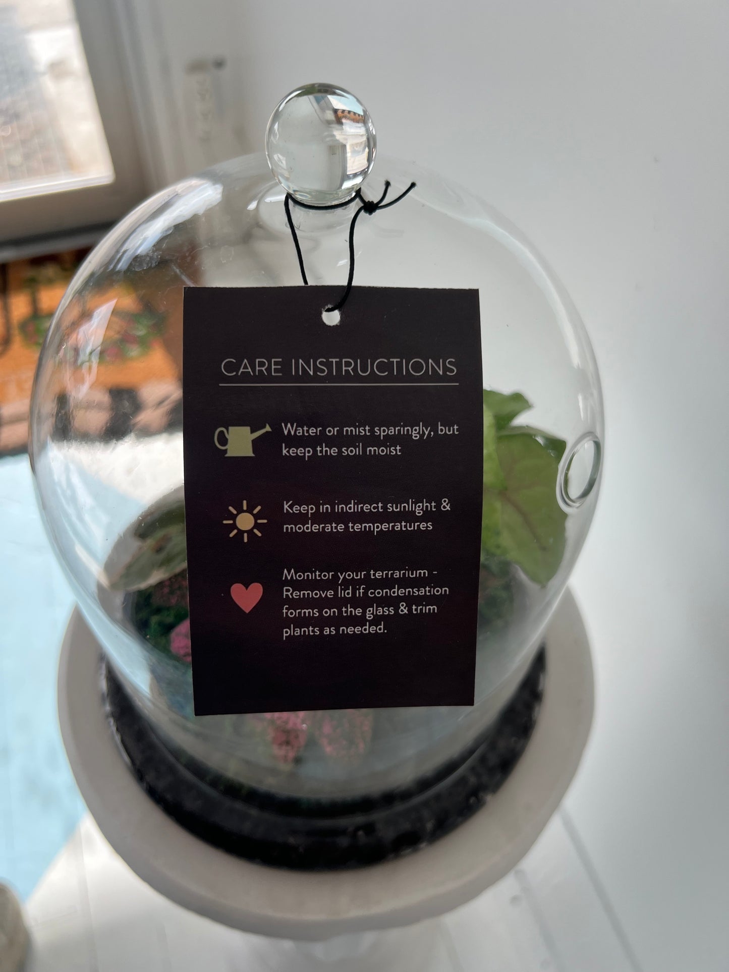Asst Terrariums