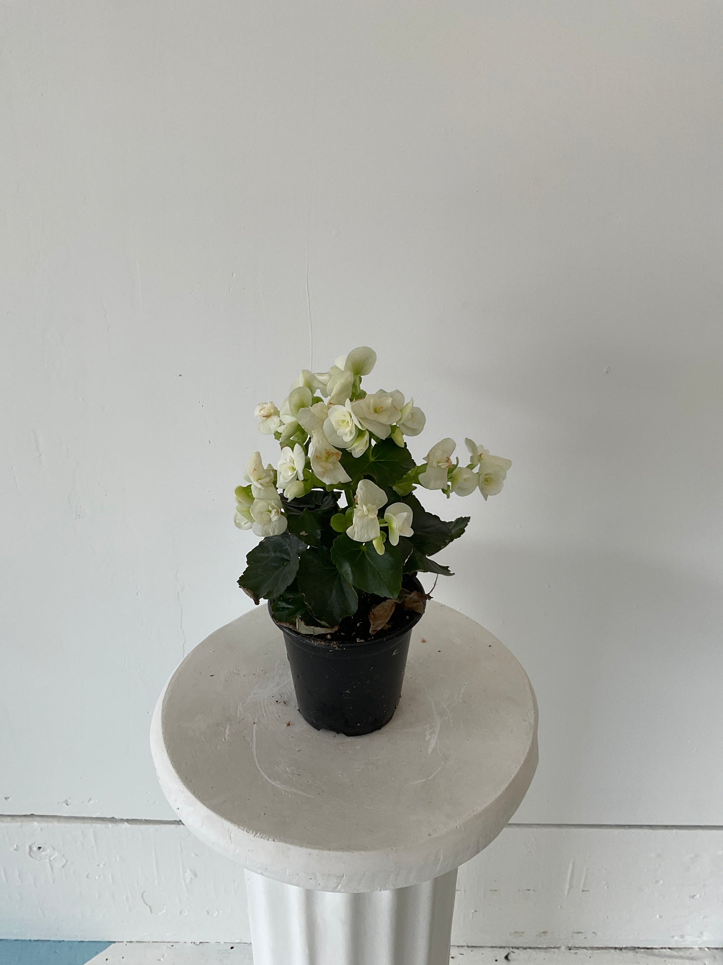 4" Begonia Riegers