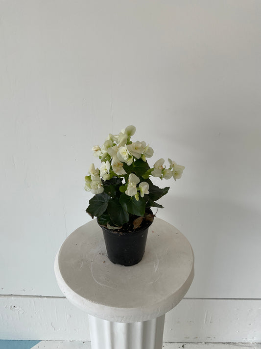 4" Begonia Riegers