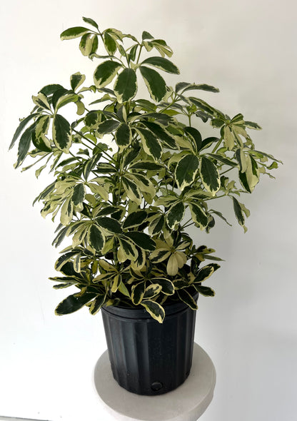 8" Schefflera Arboricola Variegated