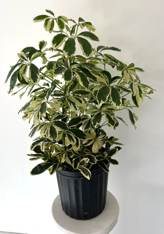 8" Schefflera Arboricola Variegated