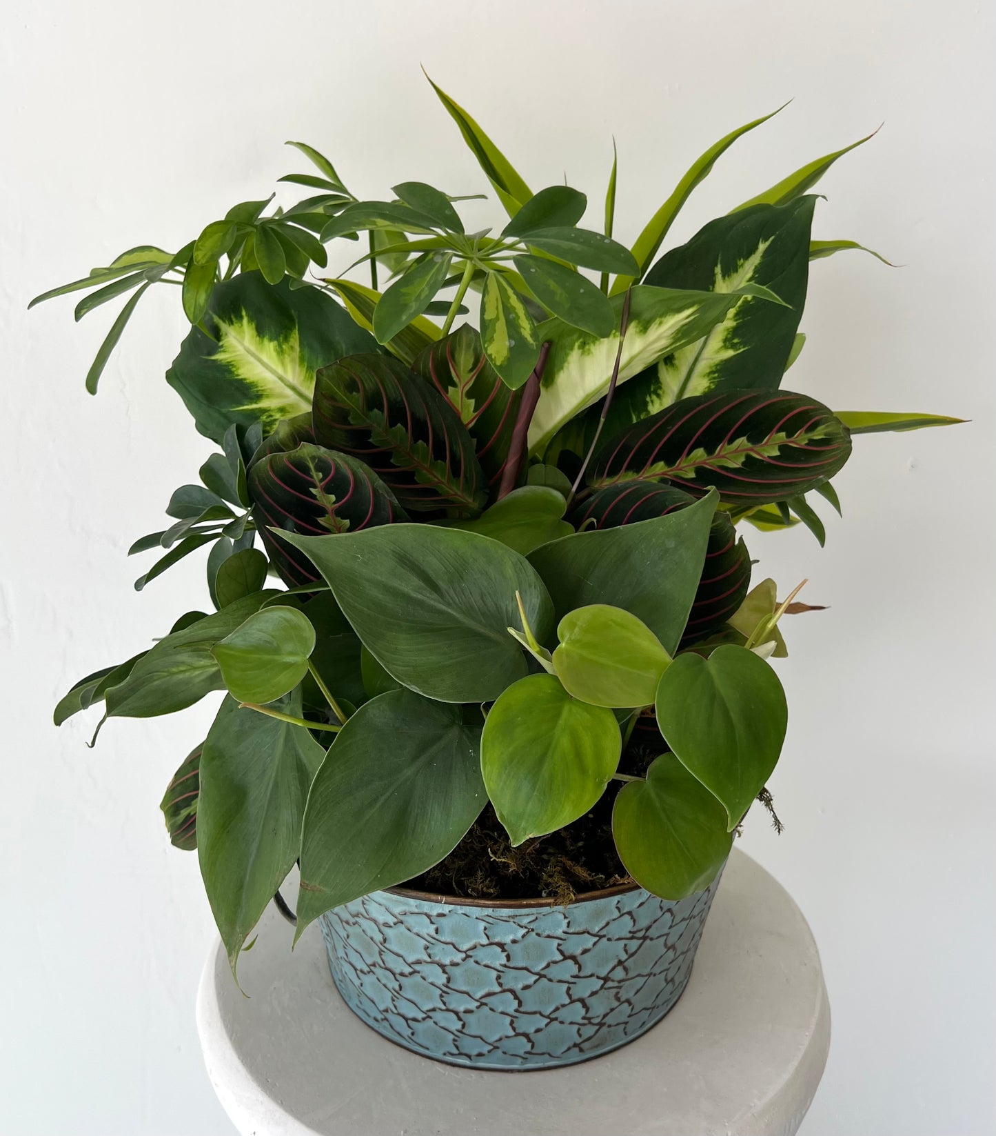Large Dish Garden