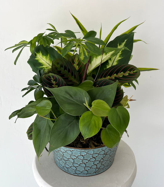 Large Dish Garden