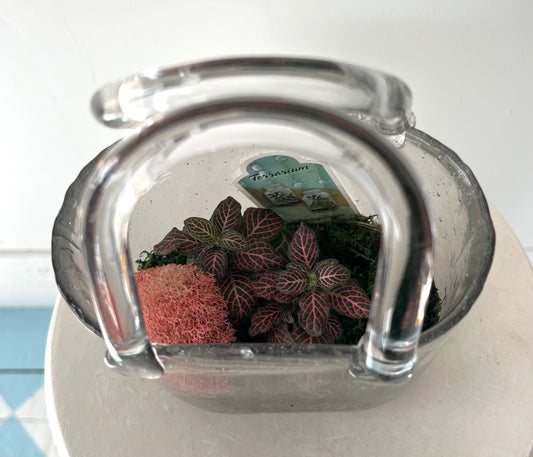 Asst Terrariums