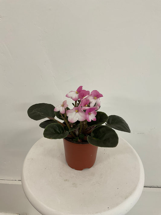 4"African Violet