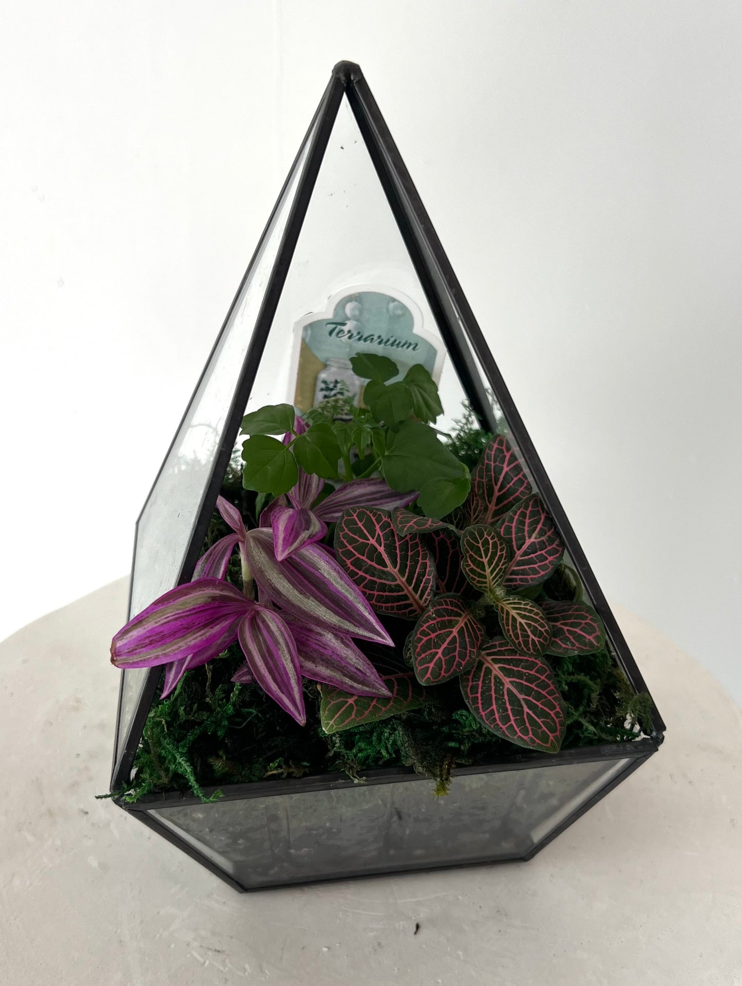 Asst Terrariums