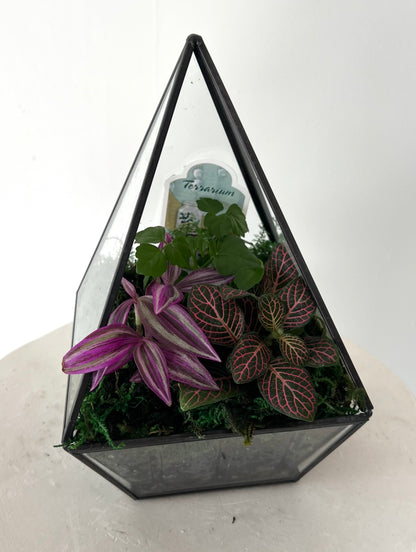 Asst Terrariums