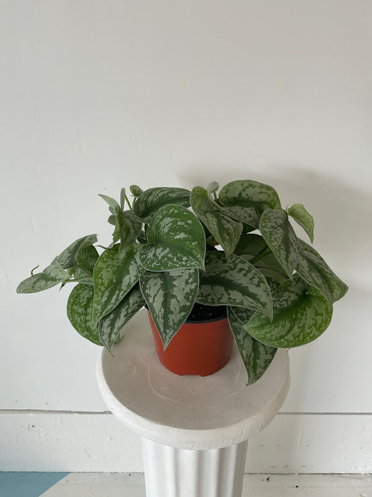 6" Scindapsus