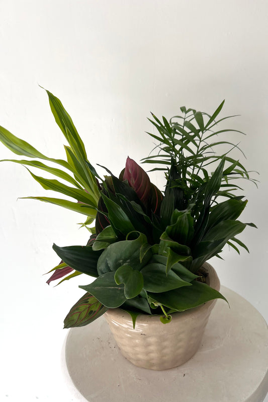 Small Dish Garden