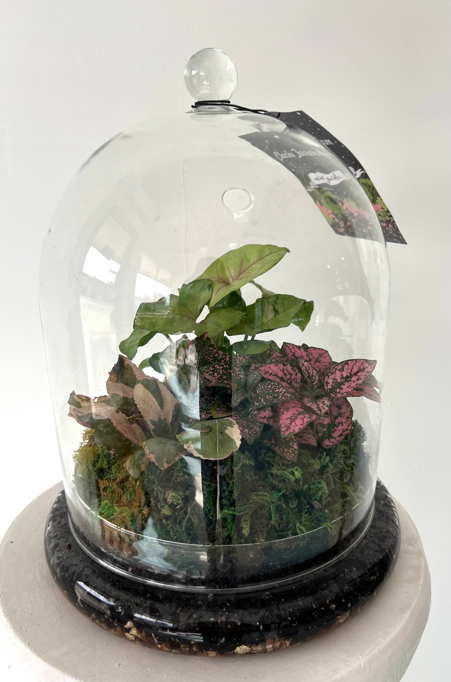 Asst Terrariums