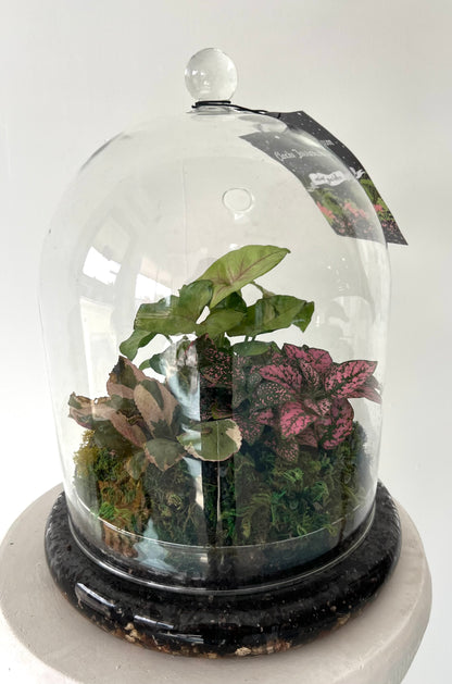 Asst Terrariums