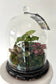 Asst Terrariums