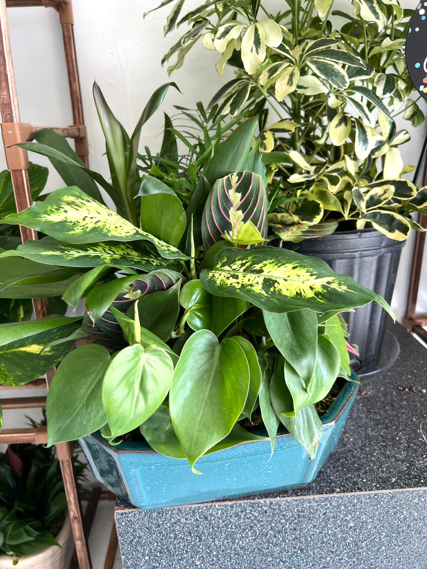 XL Dish Garden