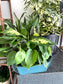 XL Dish Garden