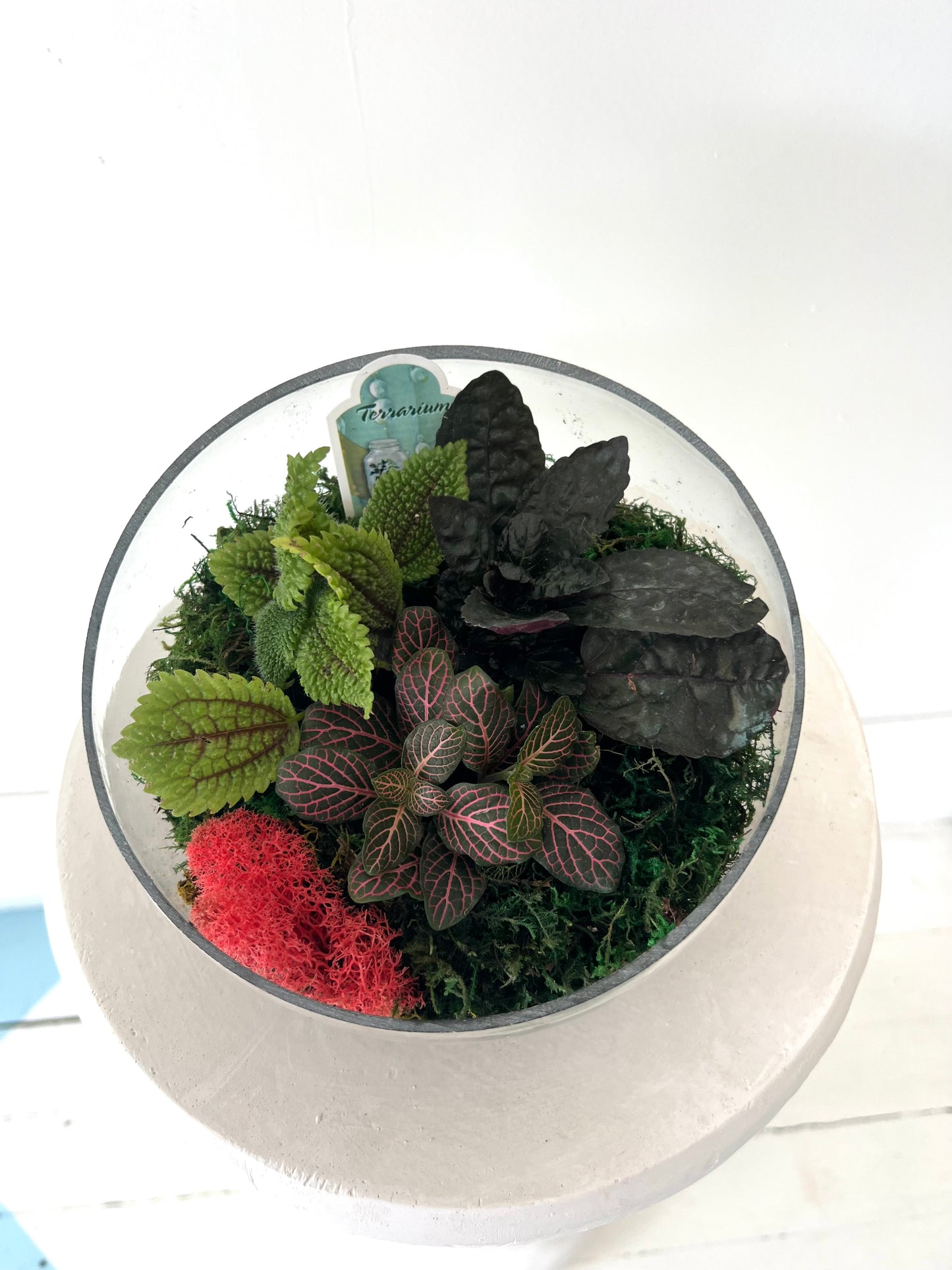 Asst Terrariums