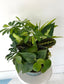 Large Dish Garden