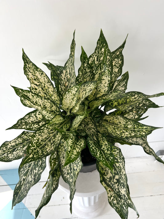 8"Aglaonema Spring Snow