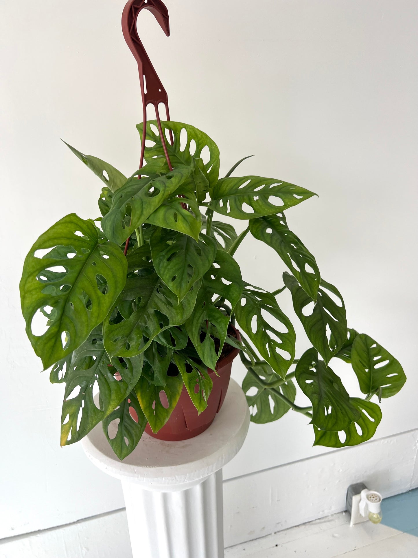 Swiss cheese Monstera Hanging Basket