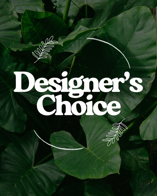 Lovely Designers Choice Plant
