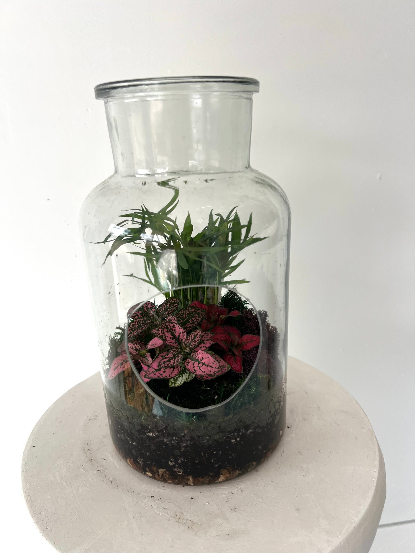 Asst Terrariums
