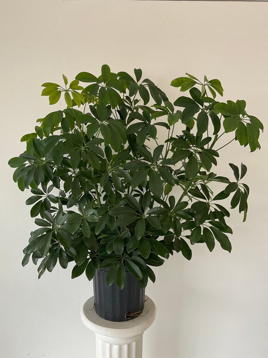 8" Schefflera Arboricola