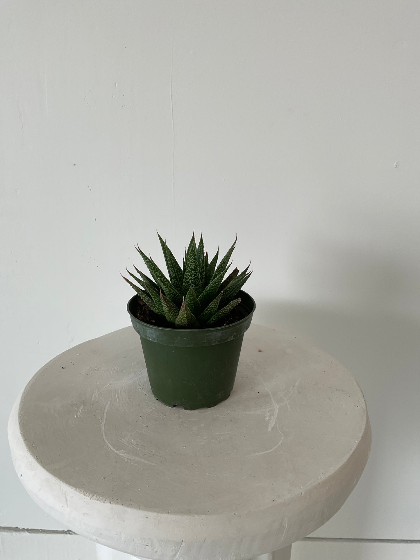 4" Succulents