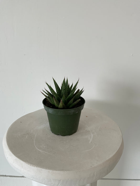 4" Succulents