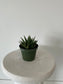 4" Succulents