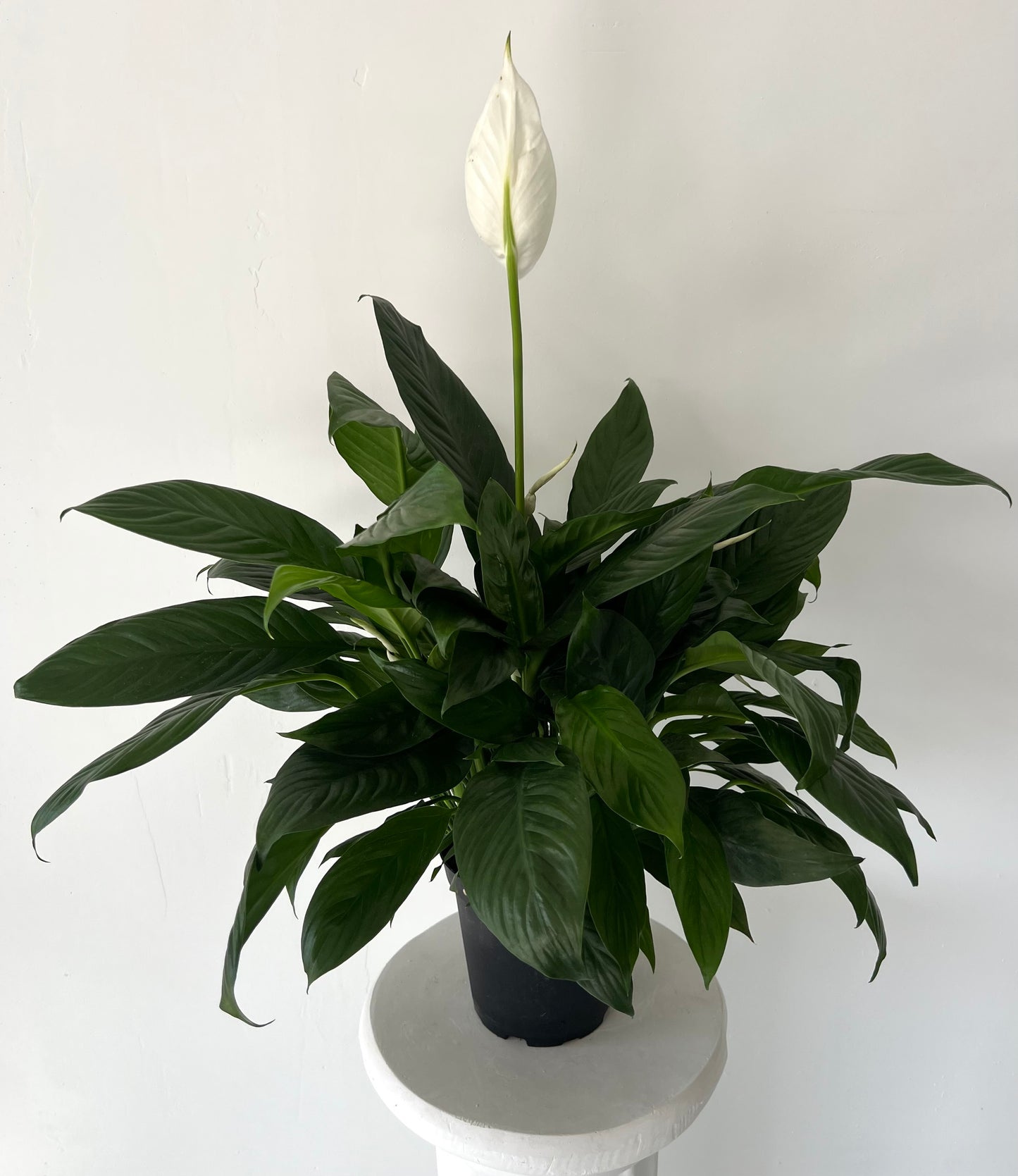 Standard Peace Lily