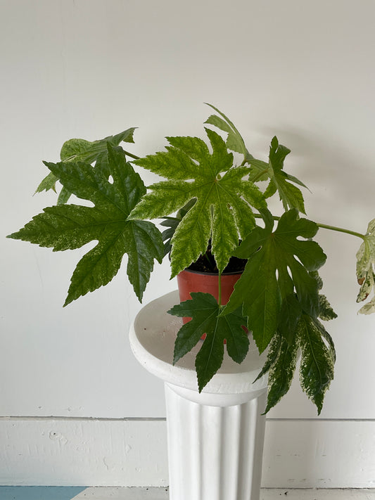 6" Fatsia Japonica Variegata